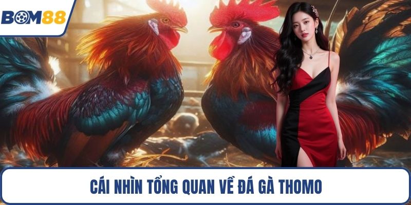 Cái nhìn tổng quan về đá gà Thomo