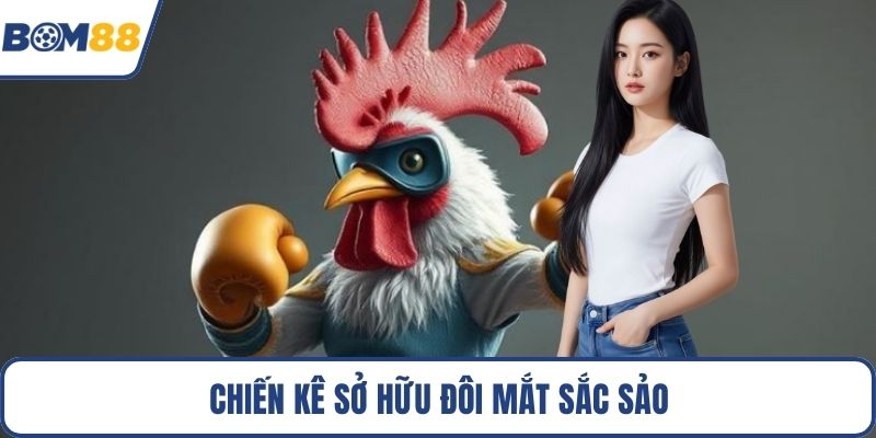 Chiến kê sở hữu đôi mắt sắc sảo