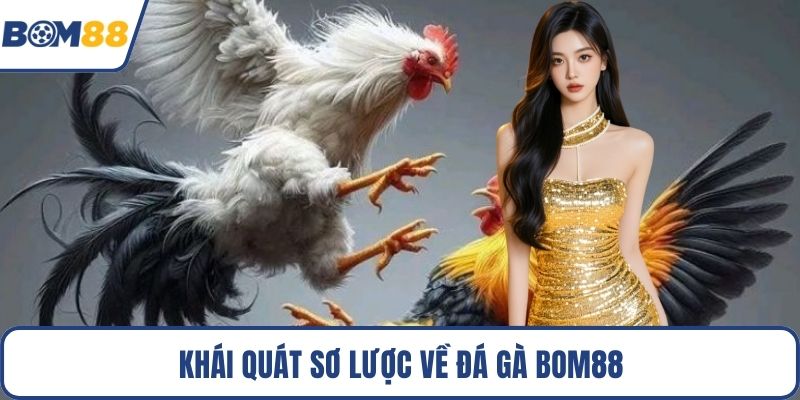 Khái quát sơ lược về đá gà Bom88