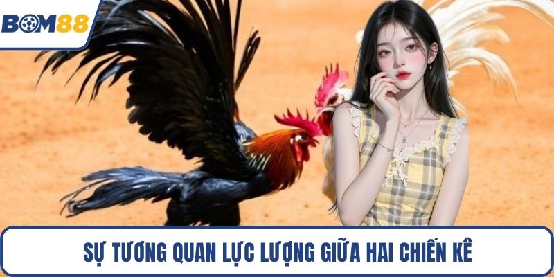Sự tương quan lực lượng giữa hai chiến kê