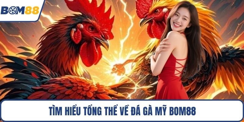 Tìm hiểu tổng thể về đá gà Mỹ Bom88